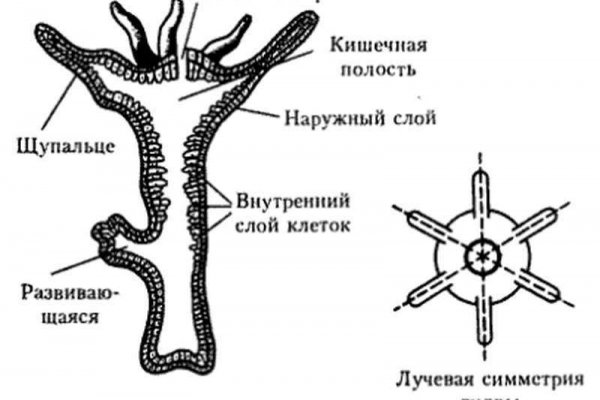 Кракен как зайти через тор браузер